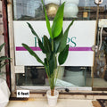 Bird of Paradise Plant