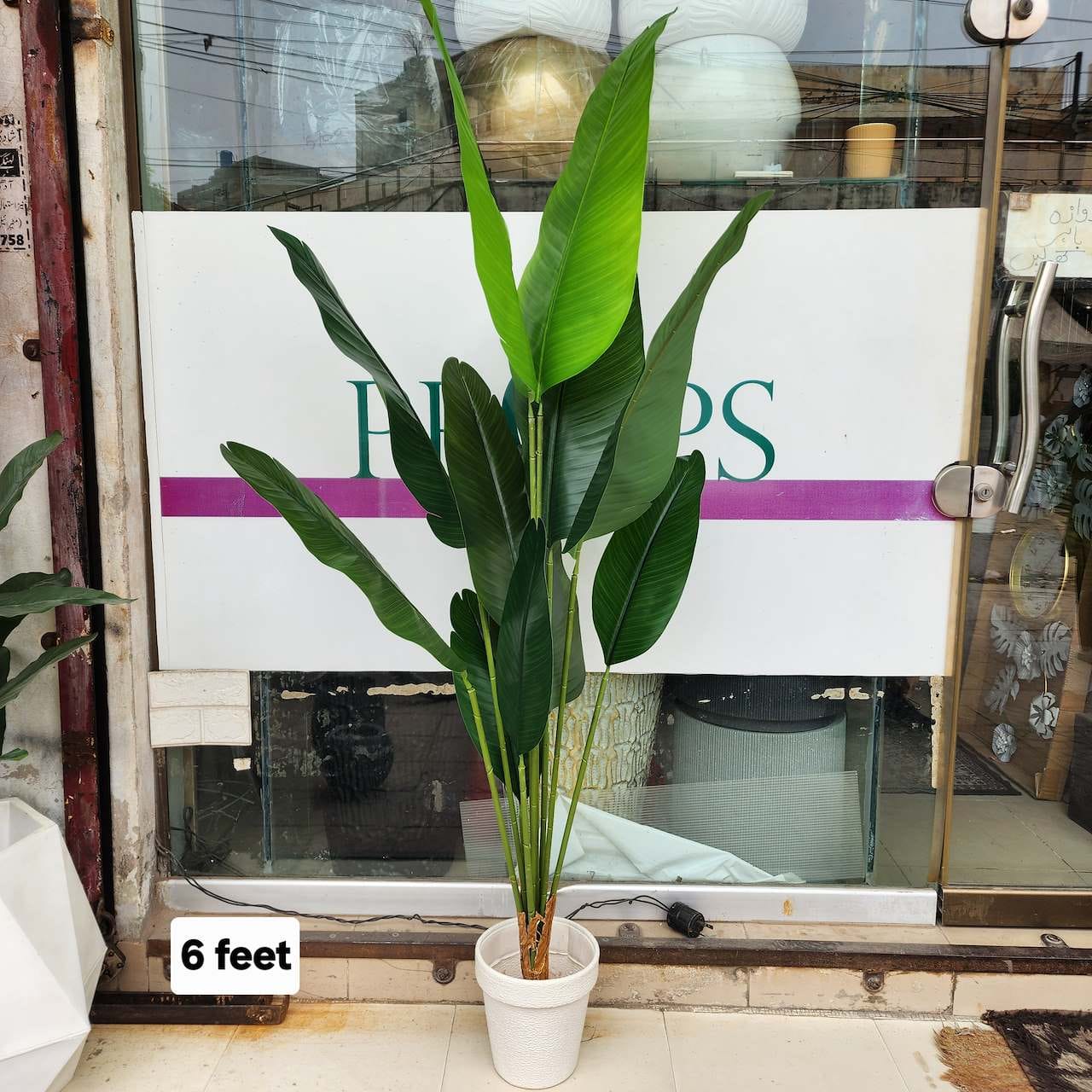 Bird of Paradise Plant