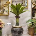 Yucca Succulent Plant in a Ribbed  Bowl Pot