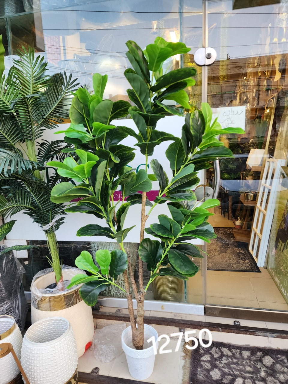 Fiddle Leaf Fig Plant
