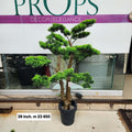 Chokan bonsai tree