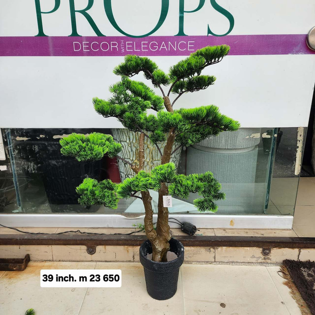 Chokan bonsai tree