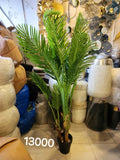 Cycas Palm Tree