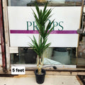 Yucca Elephantipes Plant