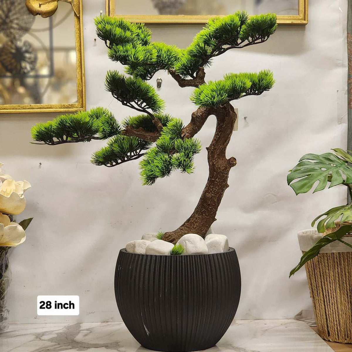 Pine Bonsai Tree Arrangement