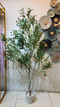 Olea europaea tree