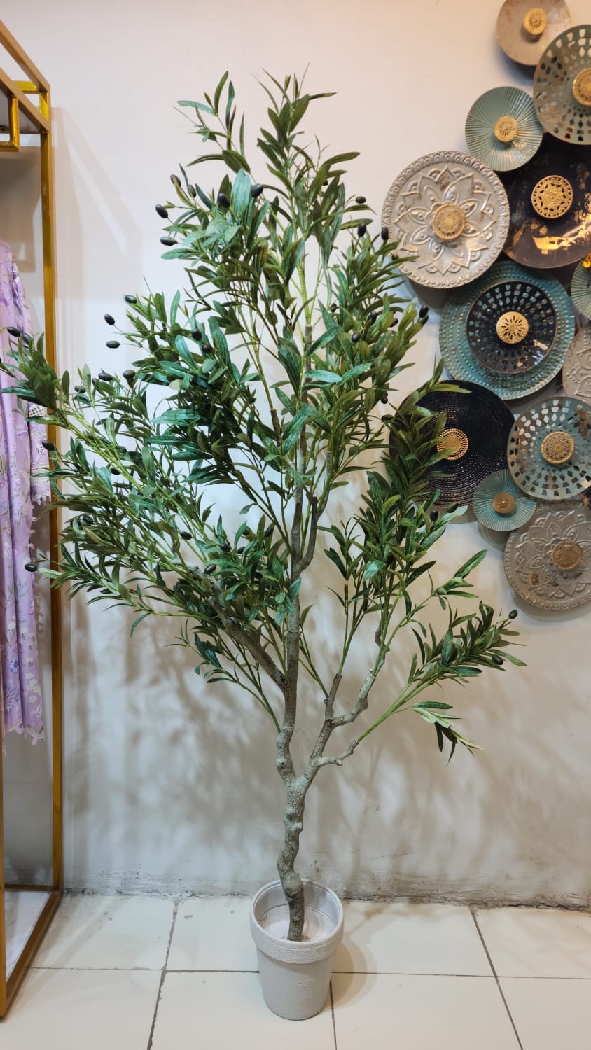 Olea europaea tree