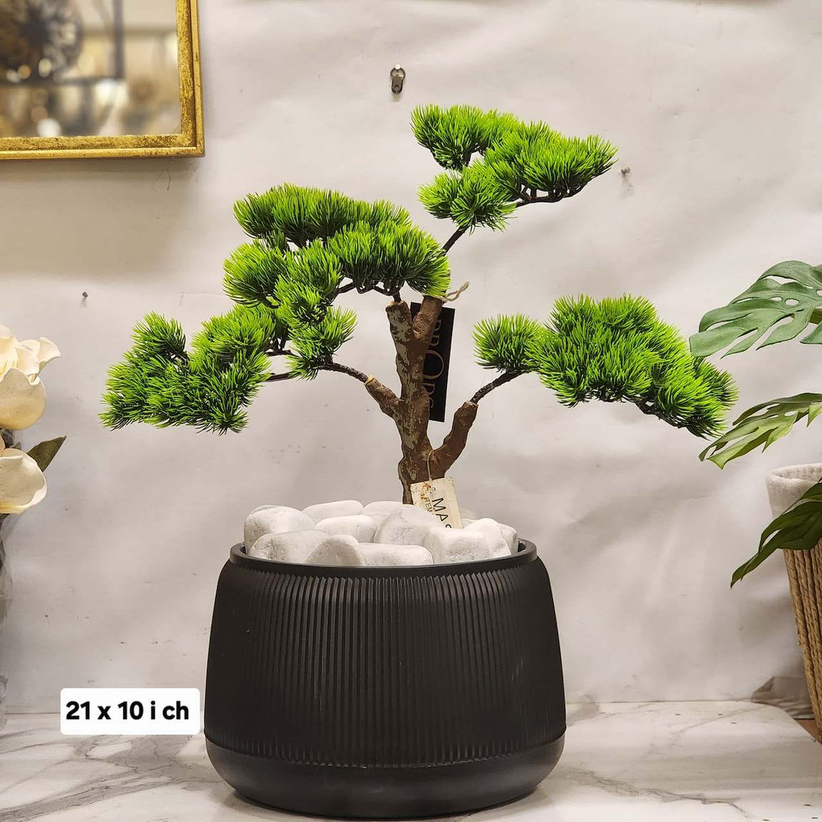 Bonsai - Juniper Set