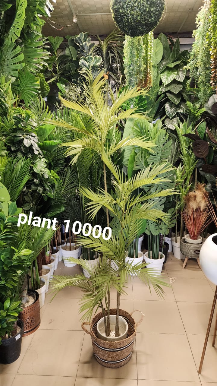 Areca Palm