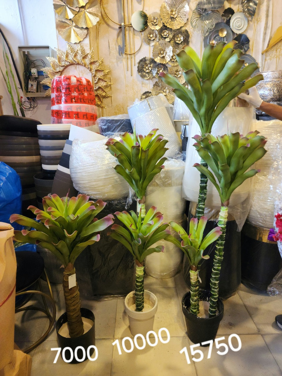 Mass Cane or Corn Plant