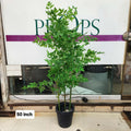 Nandina (Sacred Bamboo) plant