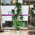 Dwarf Umbrella Tree