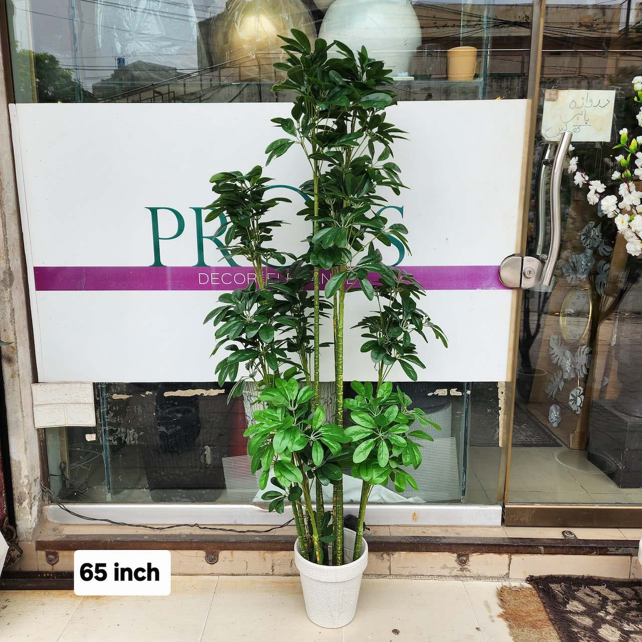 Dwarf Umbrella Tree