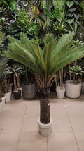 Sago Palm tree