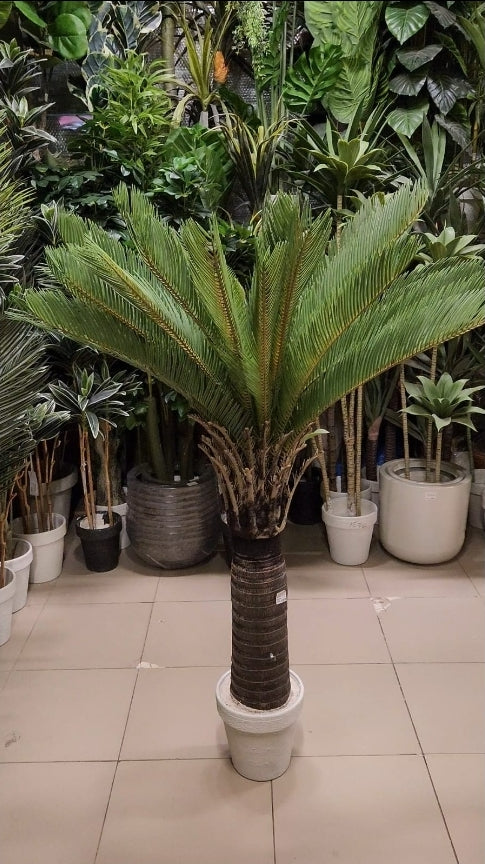 Sago Palm tree