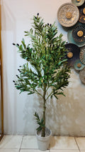 Mediterranean olive tree