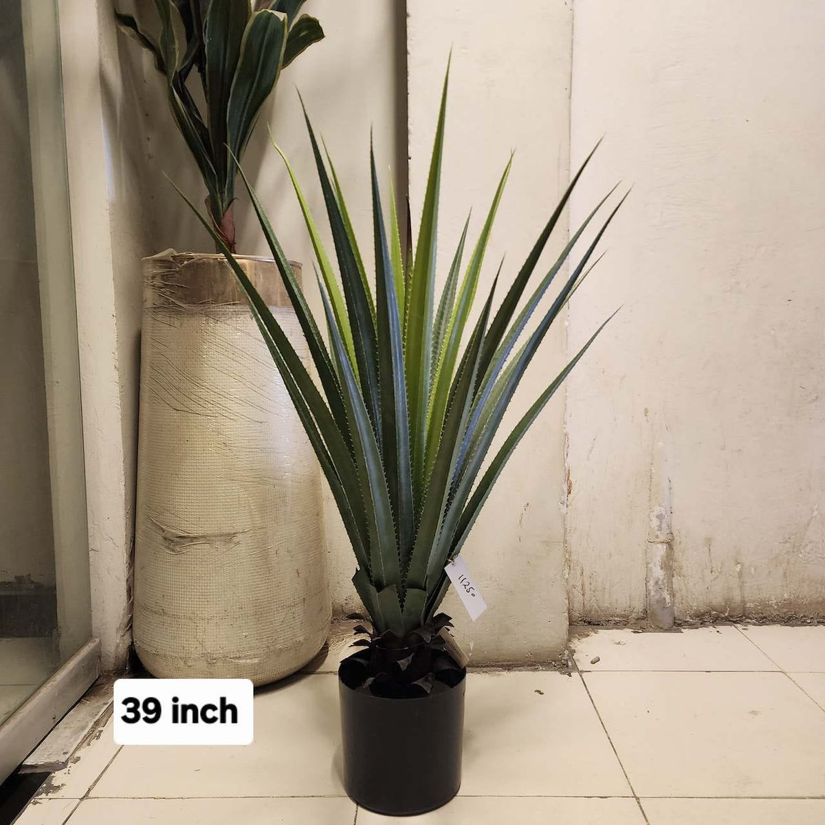 Yucca Plant