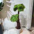 Double Topiary Boxwood Bonsai