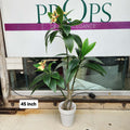 Plumeria (Frangipani) plant