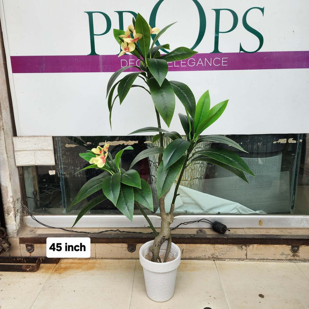 Plumeria (Frangipani) plant