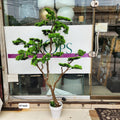 Japanese Pine Bonsai Tree
